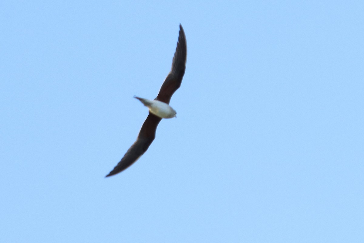 Collared Pratincole - ML620867279