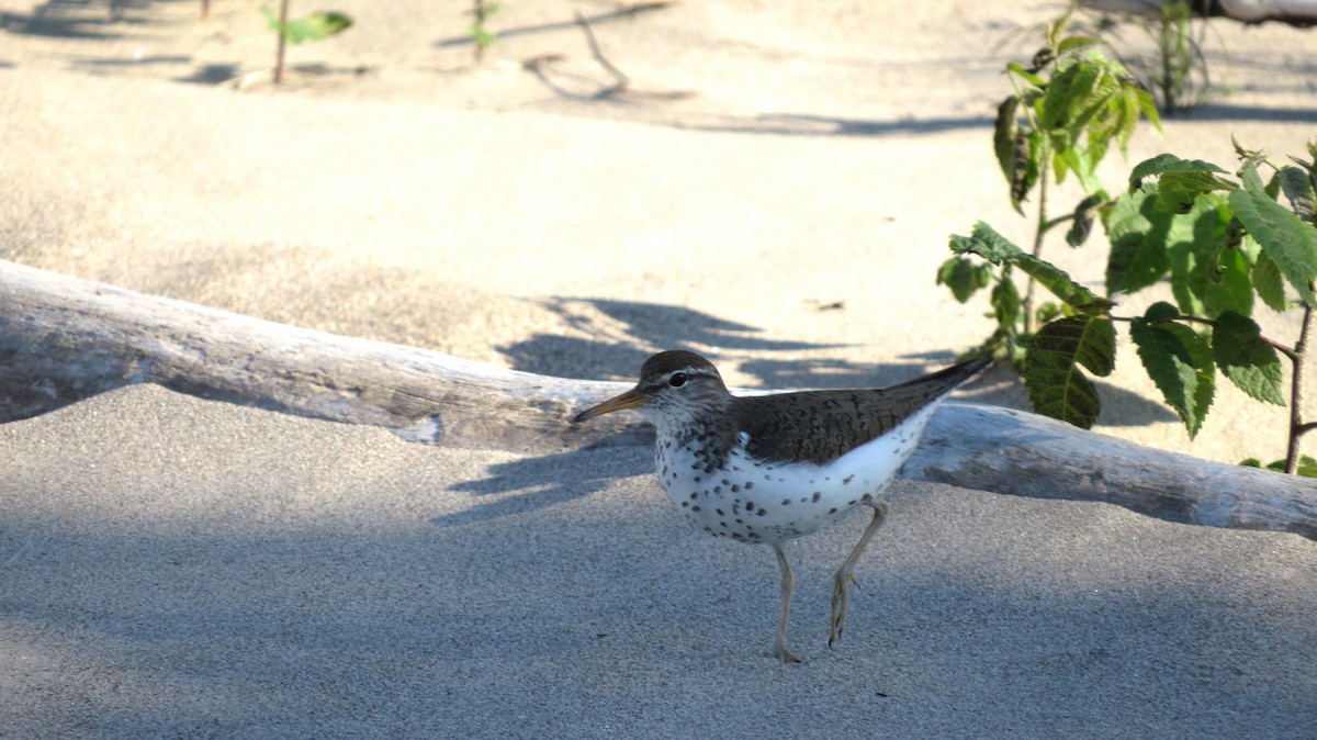 Spotted Sandpiper - Terry Hastings