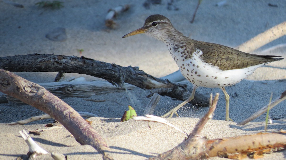 Spotted Sandpiper - ML620867285