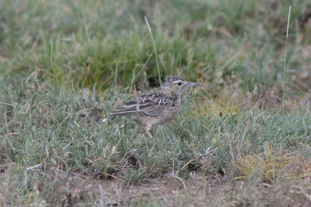 Spike-heeled Lark (Beesley's) - ML620867291