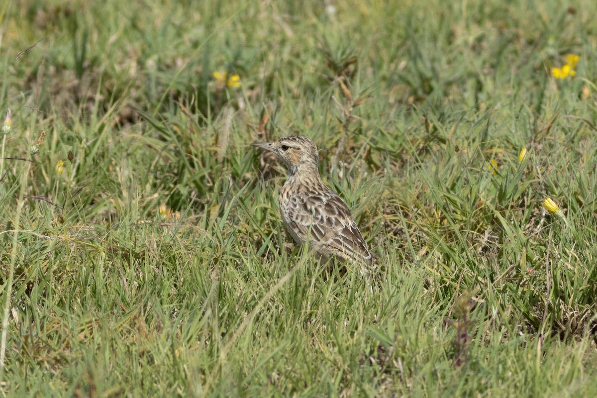 Spike-heeled Lark (Beesley's) - ML620867298