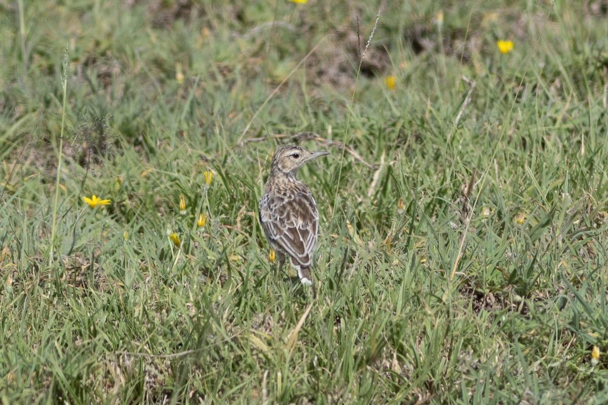 Spike-heeled Lark (Beesley's) - ML620867299