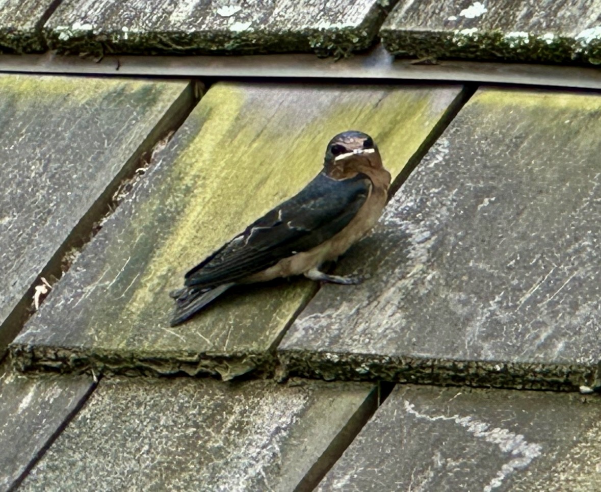 Barn Swallow - ML620867308