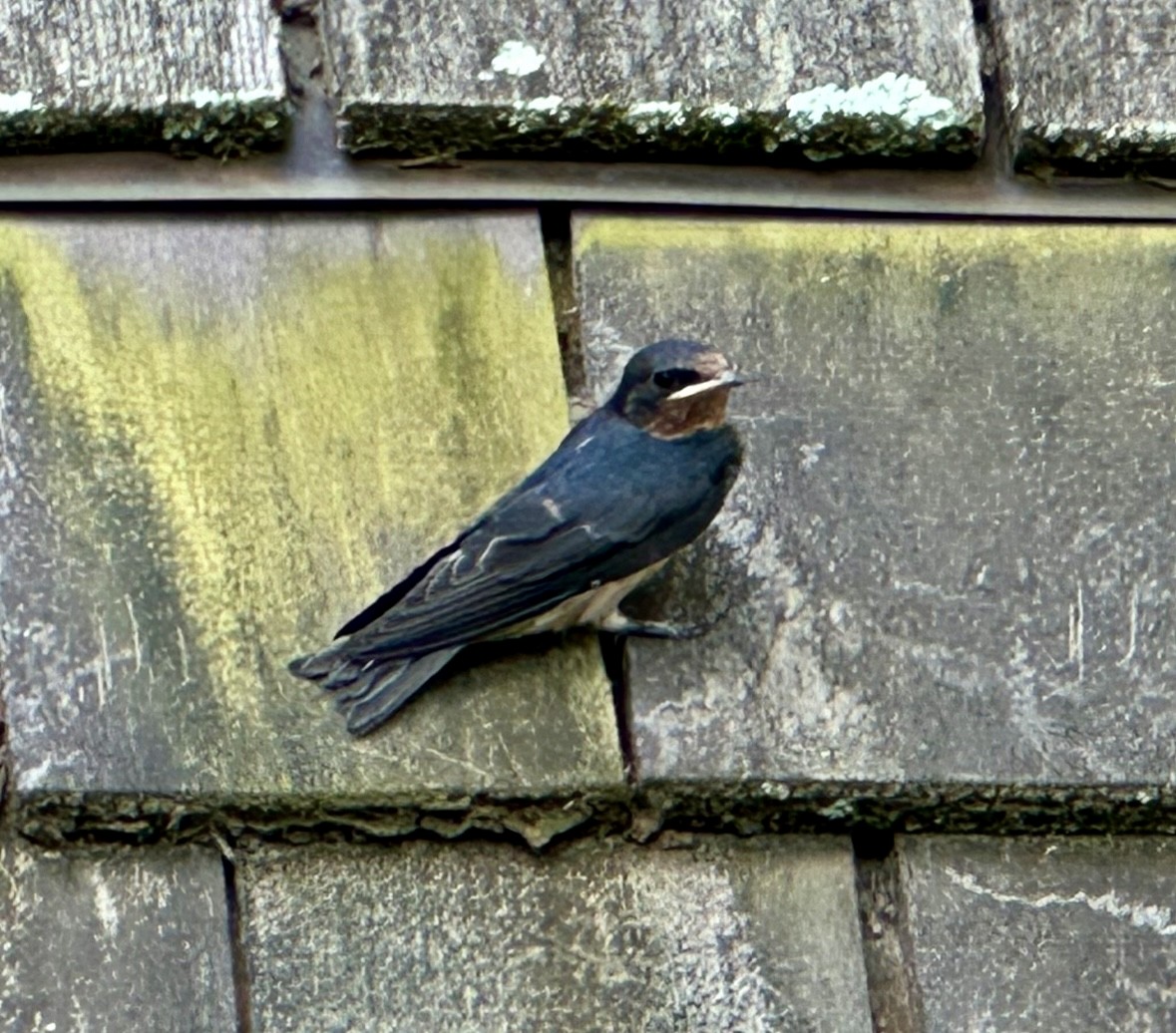 Barn Swallow - ML620867309