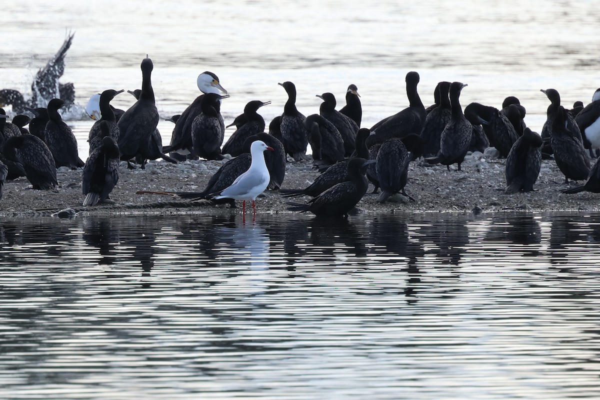 Silver Gull - ML620867310