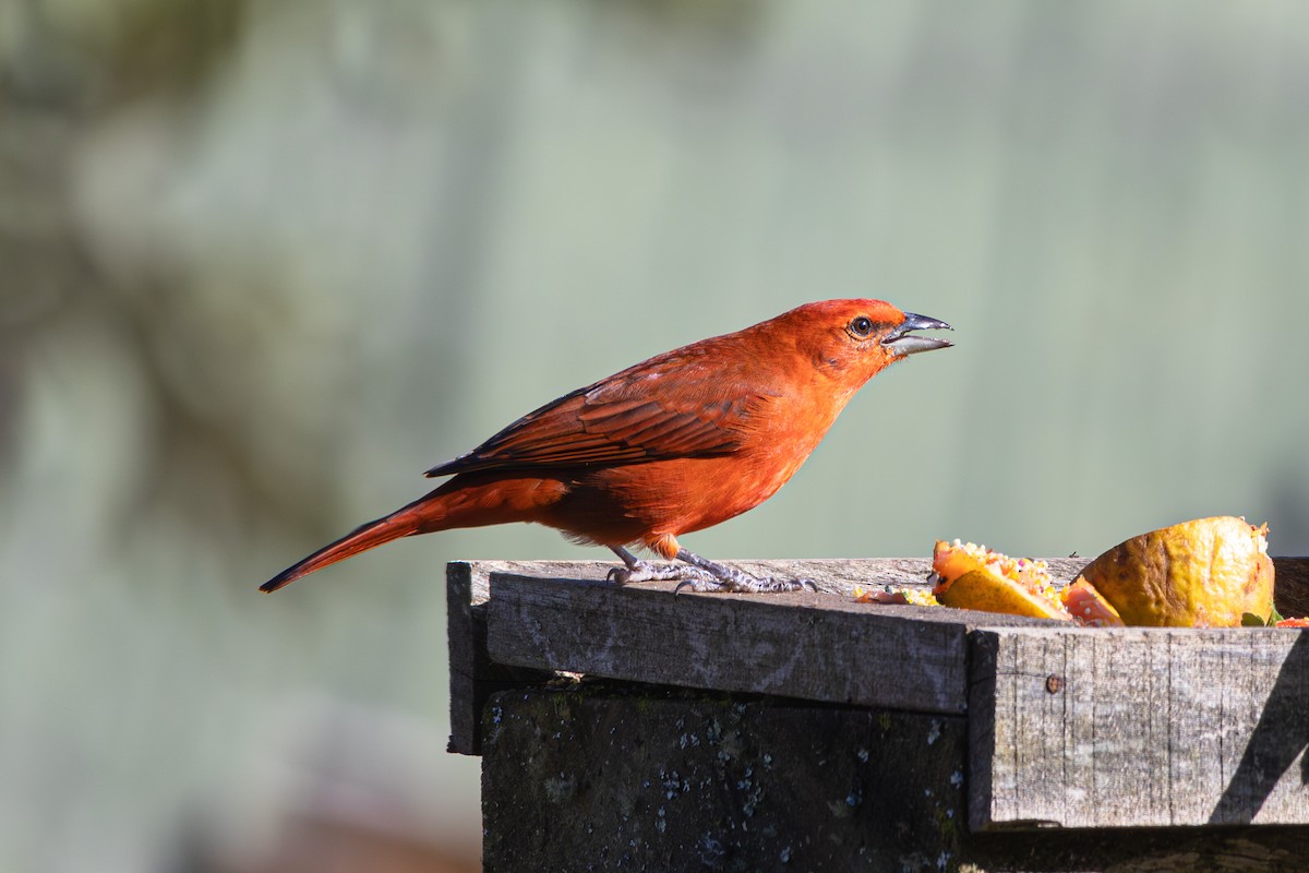Hepatic Tanager (Lowland) - ML620867323