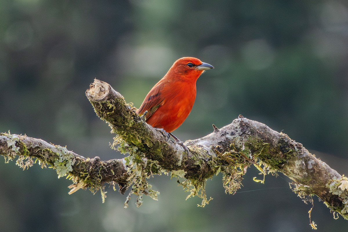 Hepatic Tanager (Lowland) - ML620867324