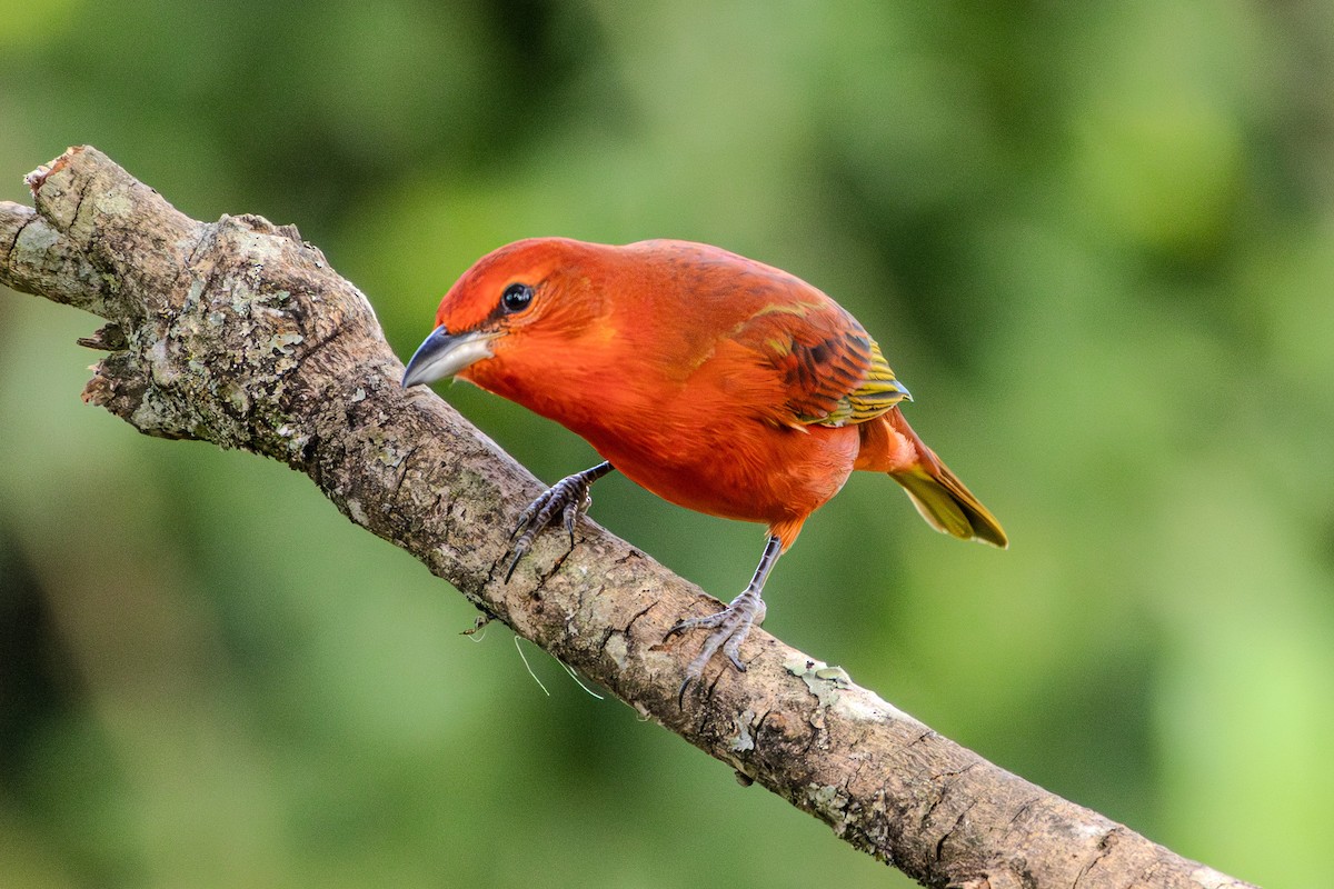 Hepatic Tanager (Lowland) - ML620867325