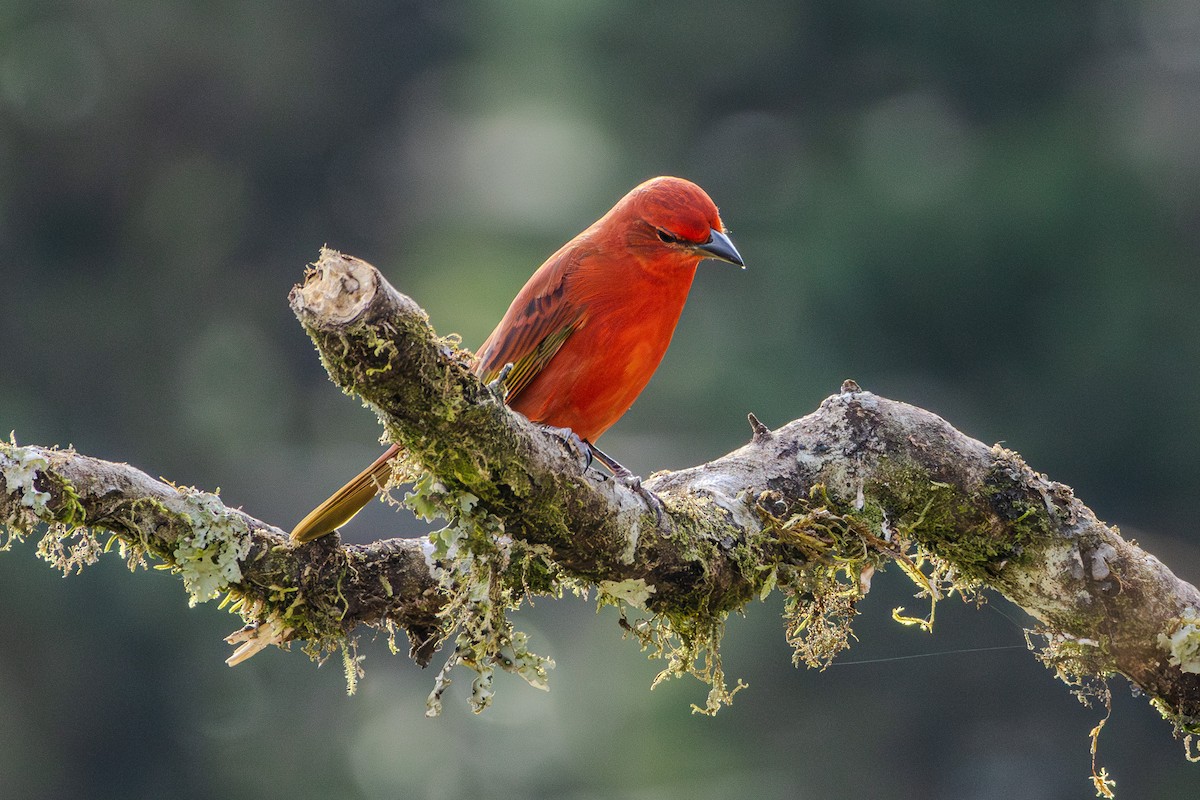 Hepatic Tanager (Lowland) - ML620867326