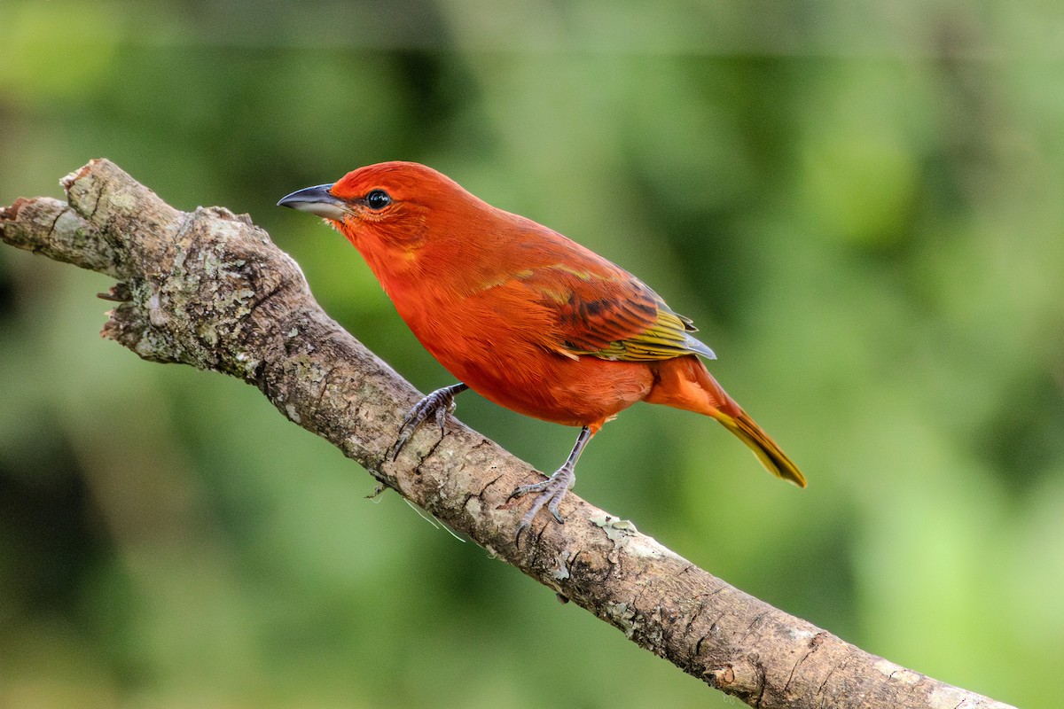 Hepatic Tanager (Lowland) - ML620867327