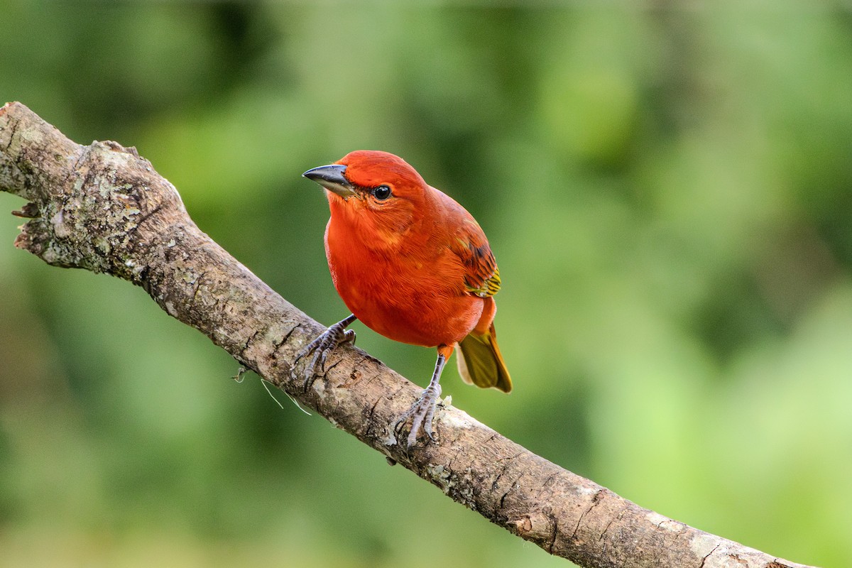 Hepatic Tanager (Lowland) - ML620867328