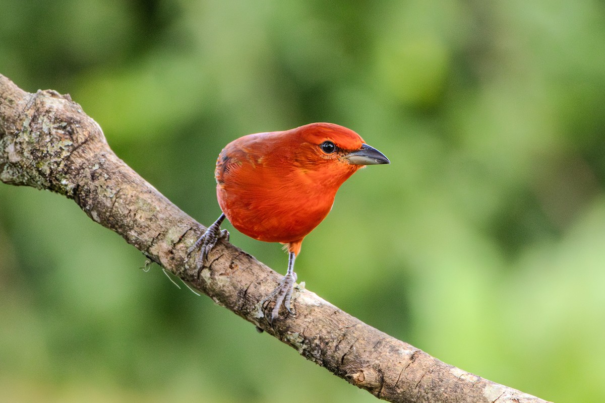 Hepatic Tanager (Lowland) - ML620867330