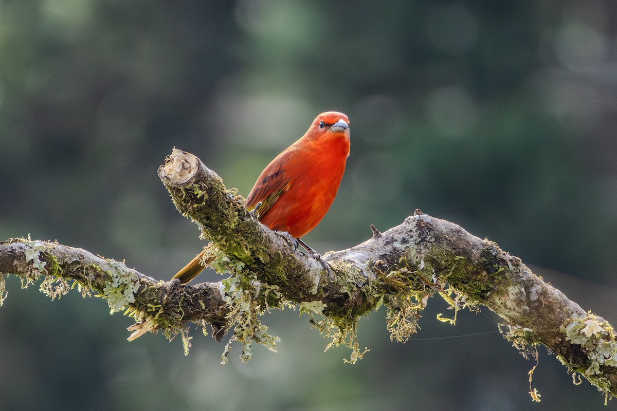 Hepatic Tanager (Lowland) - ML620867331