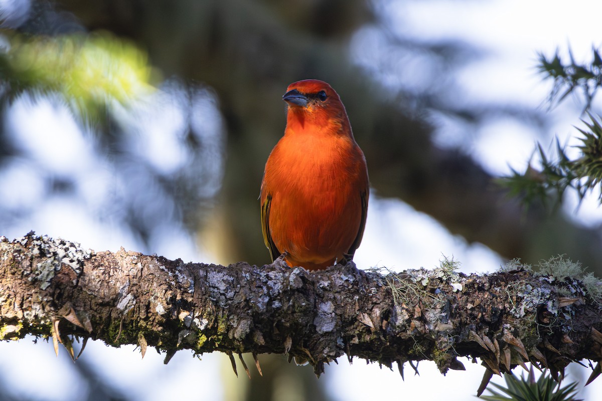 Hepatic Tanager (Lowland) - ML620867332