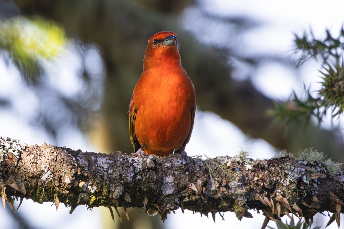 Hepatic Tanager (Lowland) - ML620867333