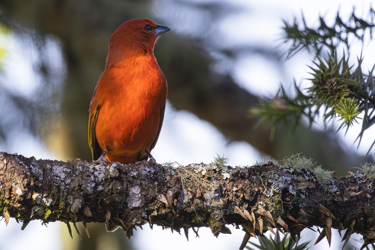 Hepatic Tanager (Lowland) - ML620867334