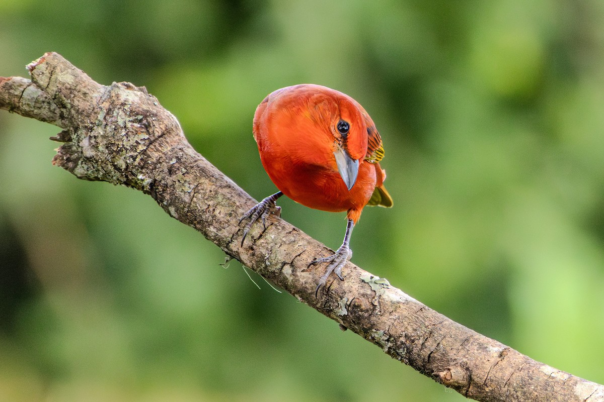 Hepatic Tanager (Lowland) - ML620867335