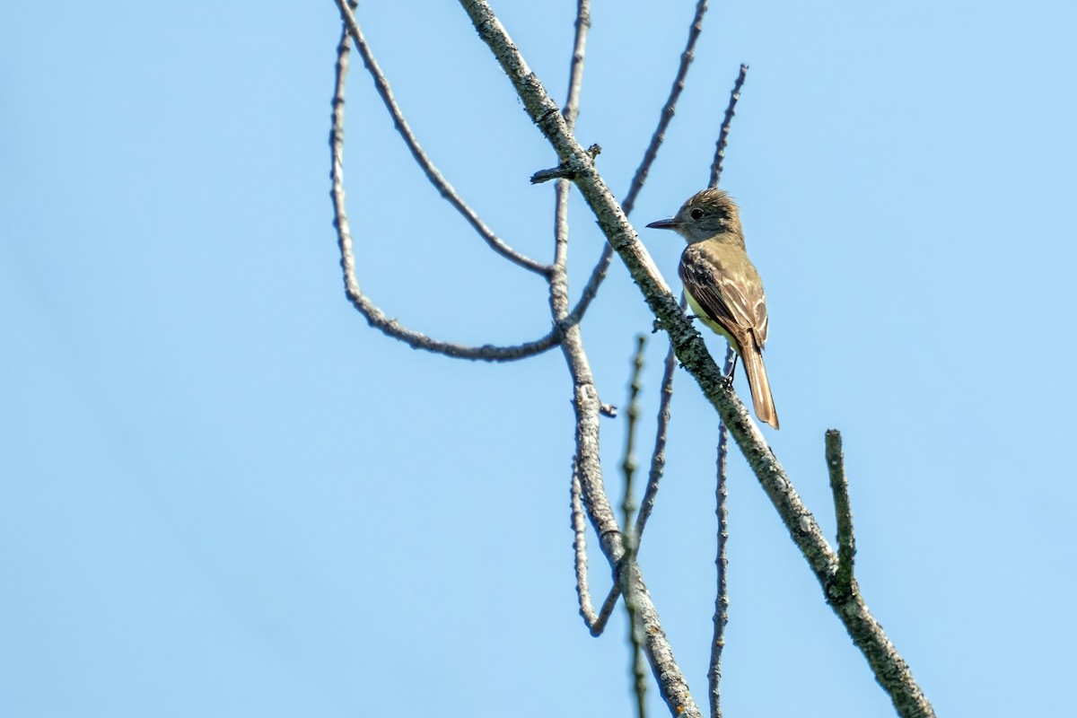 Great Crested Flycatcher - ML620867348