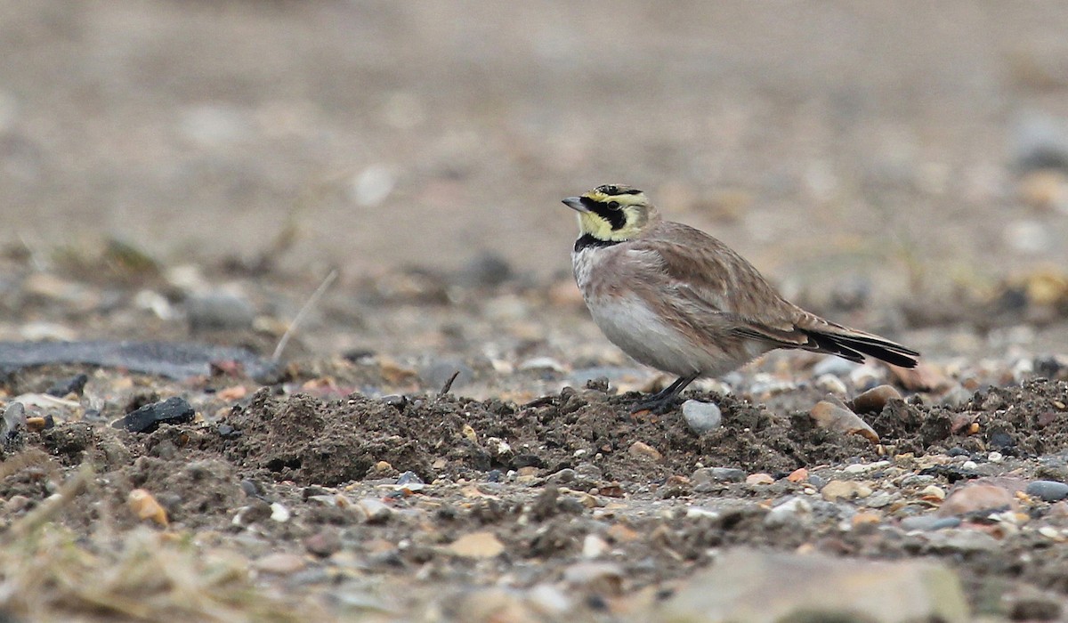 Horned Lark - ML620867351