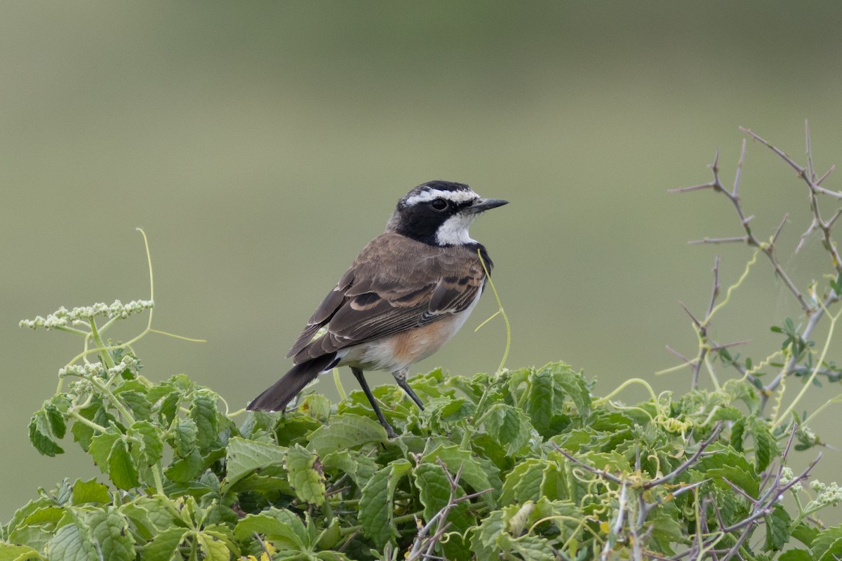 Capped Wheatear - ML620867353