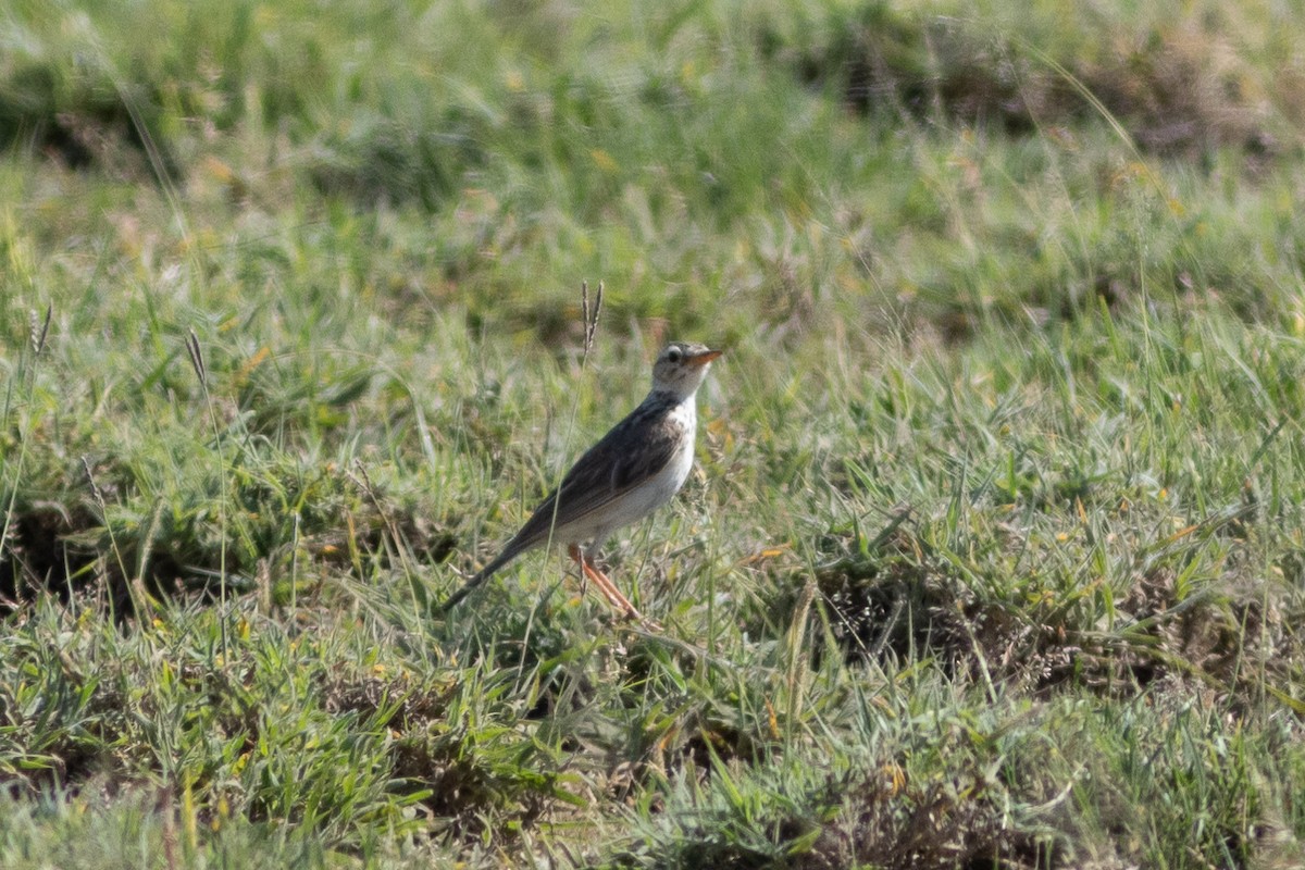 African Pipit - ML620867357