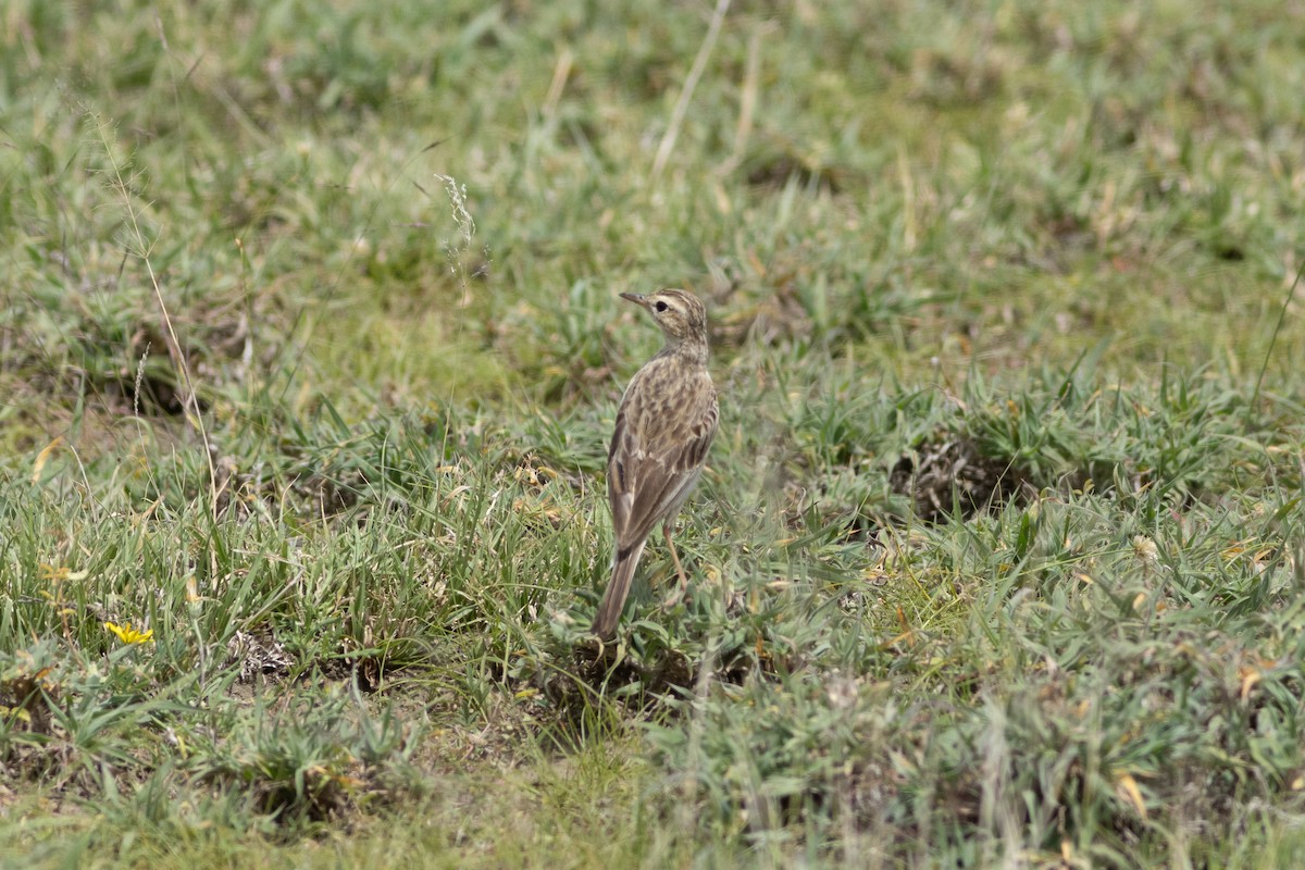 African Pipit - ML620867358