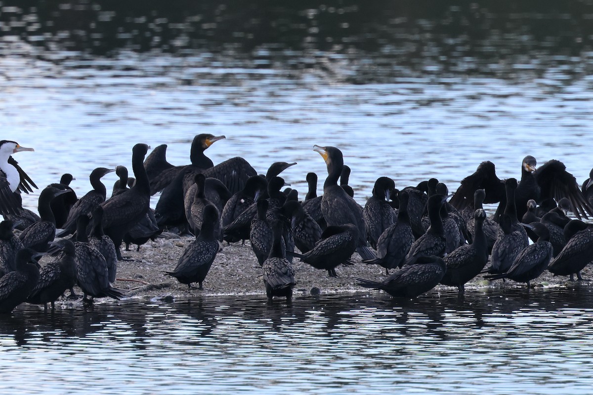 Little Black Cormorant - ML620867360