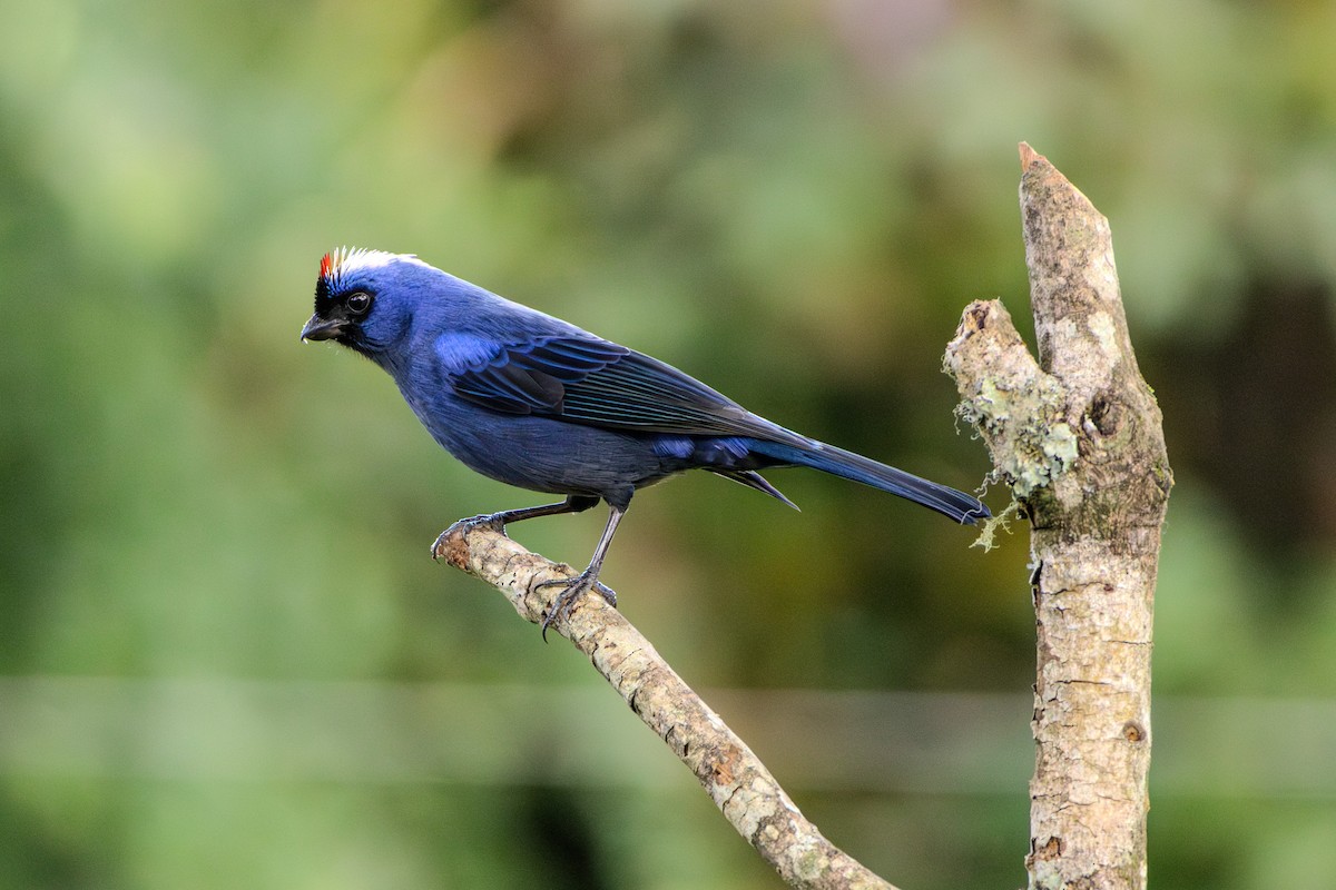 Diademed Tanager - Guto Magalhães