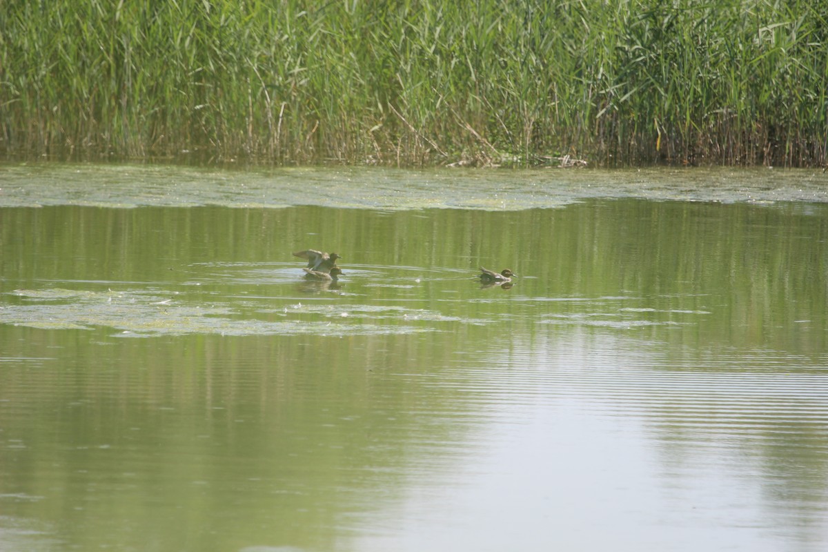 Green-winged Teal (Eurasian) - ML620867415