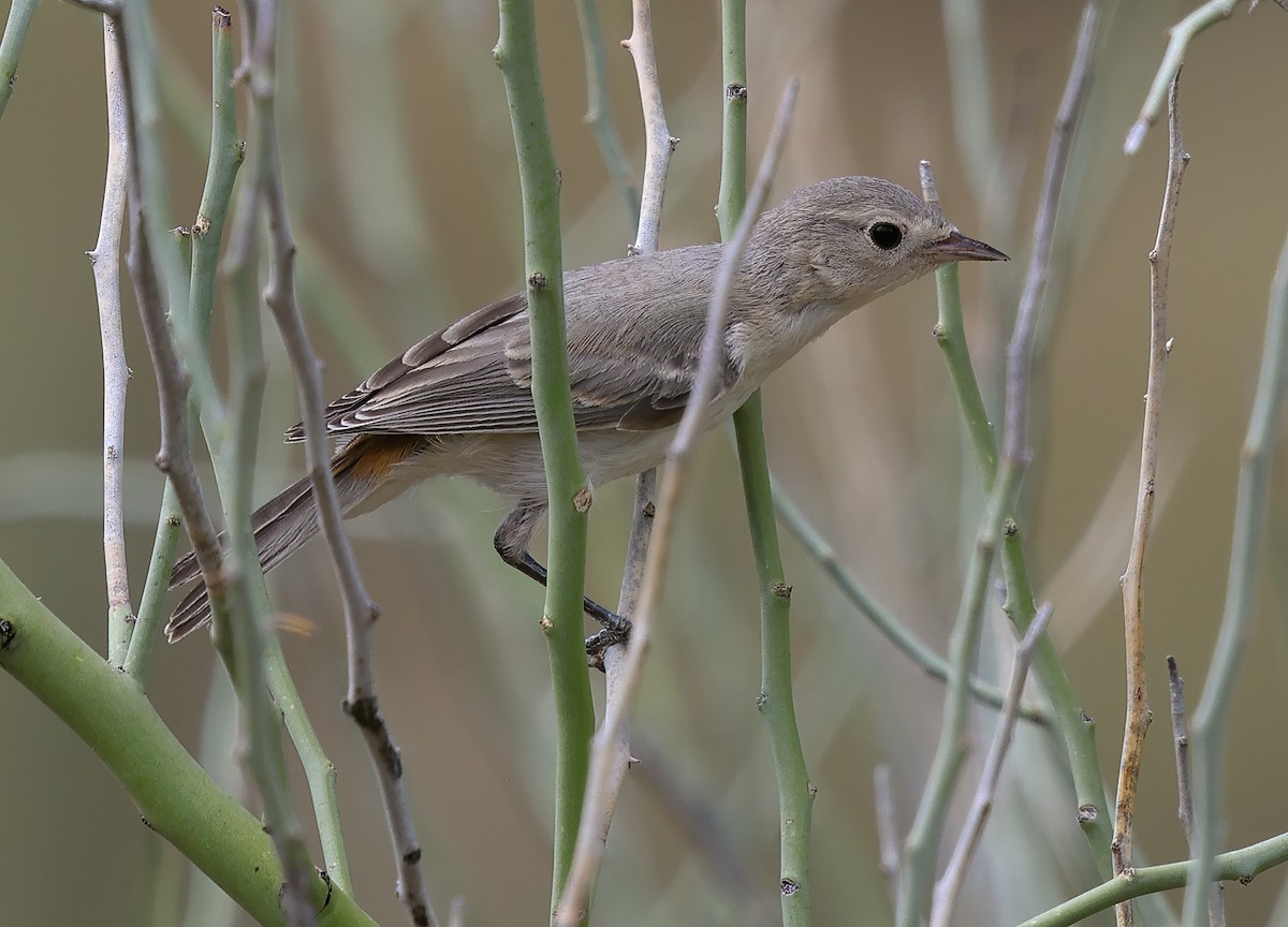 Lucy's Warbler - ML620867428