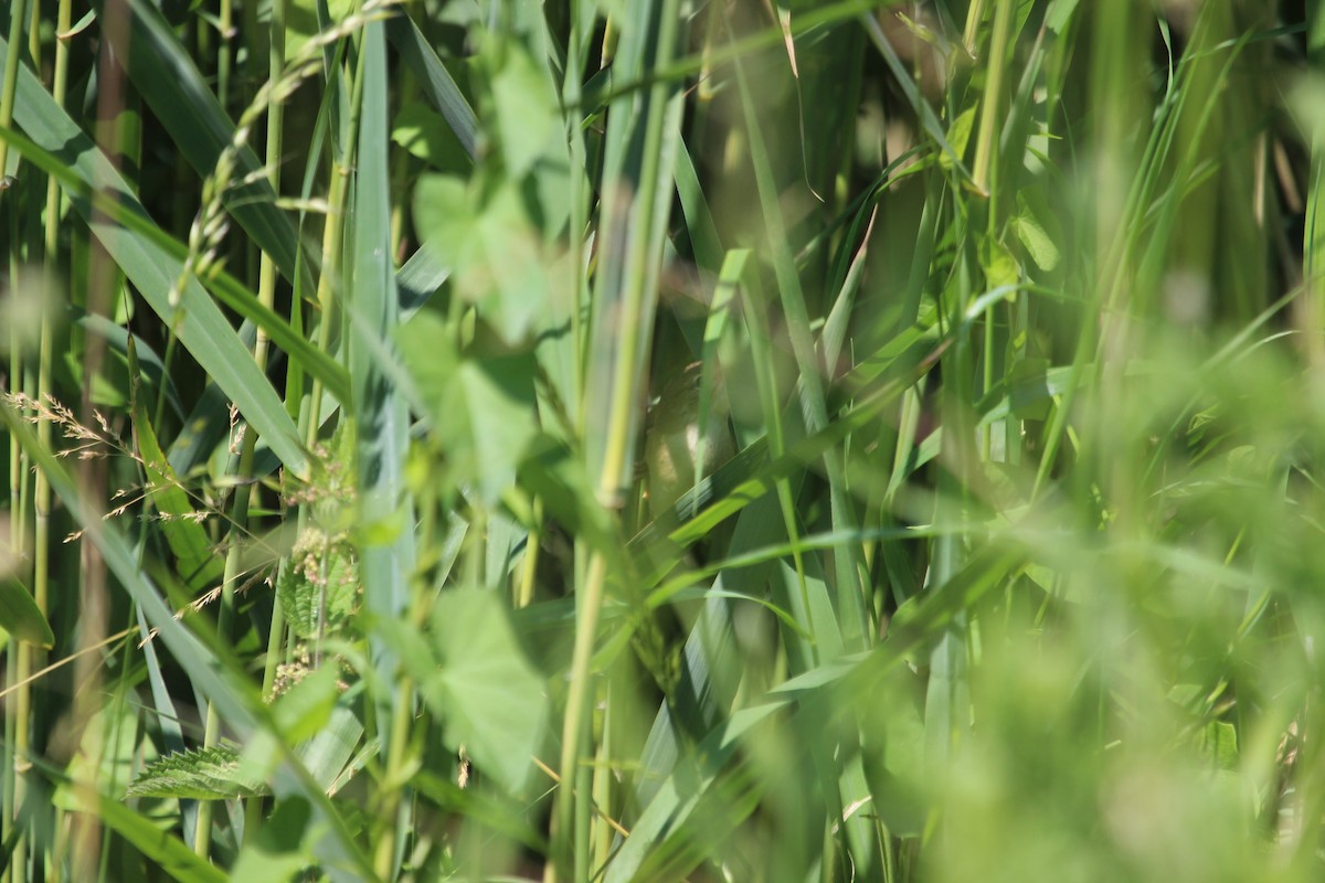 Common Reed Warbler (Common) - ML620867455