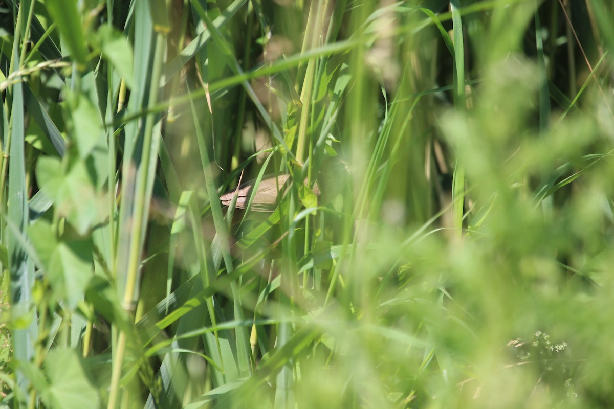 Common Reed Warbler (Common) - ML620867456