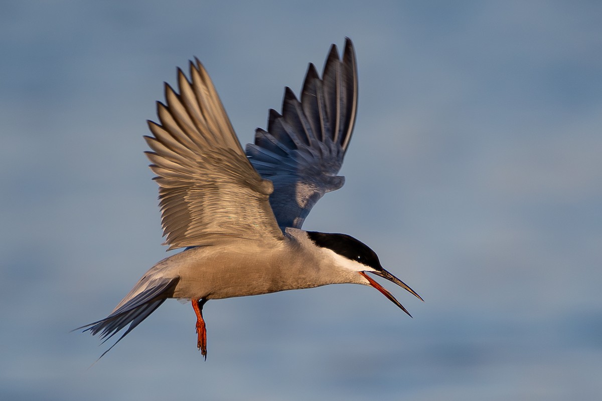 White-cheeked Tern - ML620867459