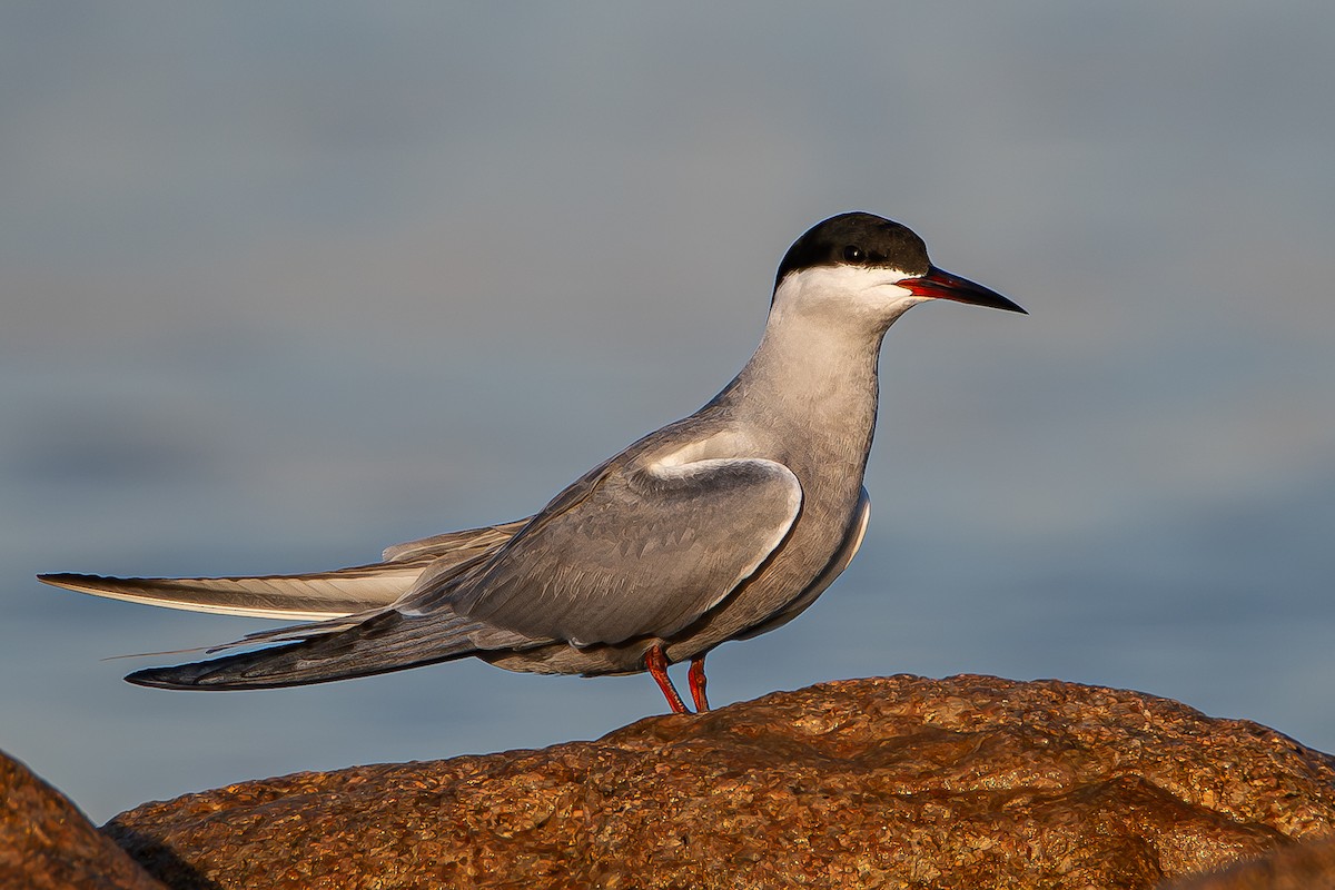 White-cheeked Tern - ML620867461