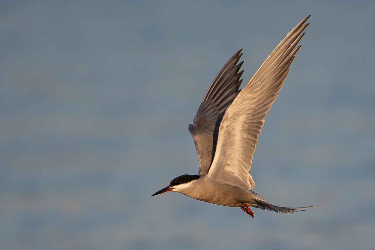 White-cheeked Tern - ML620867462