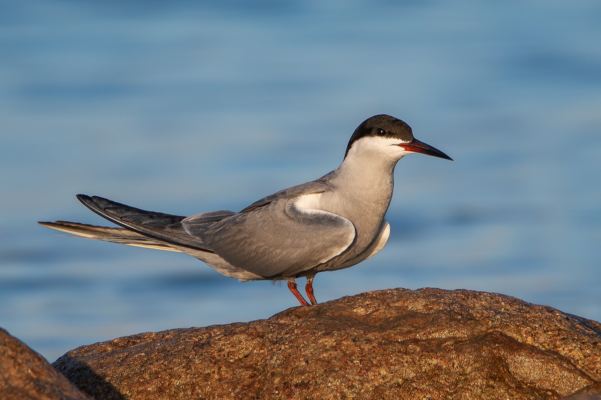 White-cheeked Tern - ML620867463