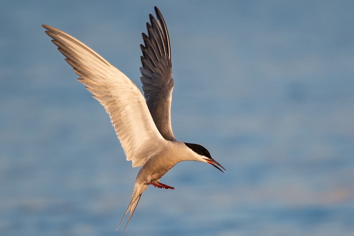 White-cheeked Tern - ML620867464