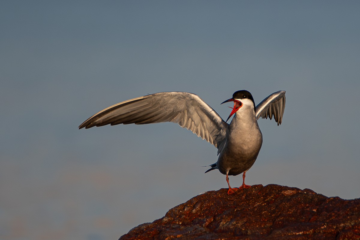 White-cheeked Tern - ML620867465