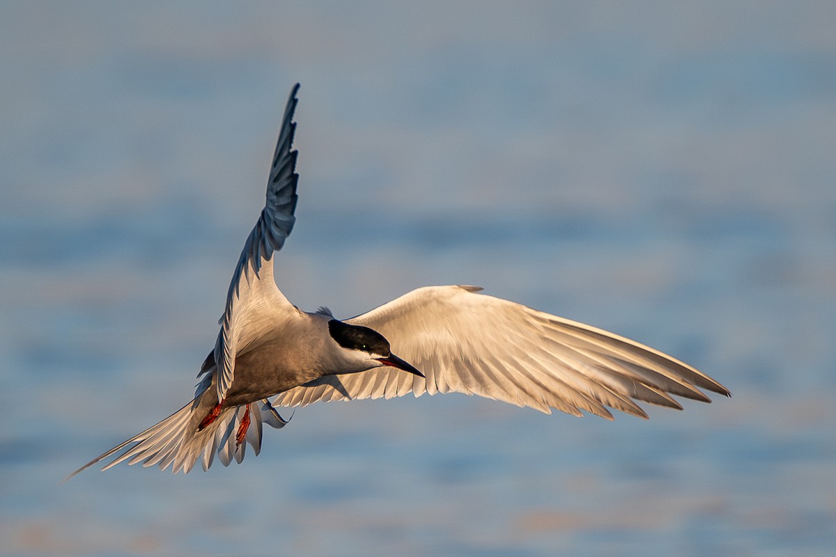 White-cheeked Tern - ML620867466