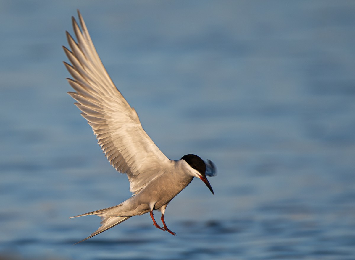 White-cheeked Tern - ML620867467