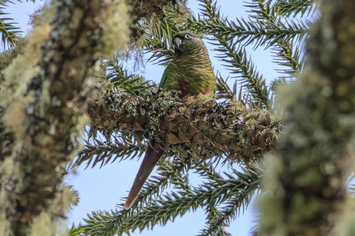 Maroon-bellied Parakeet - ML620867477