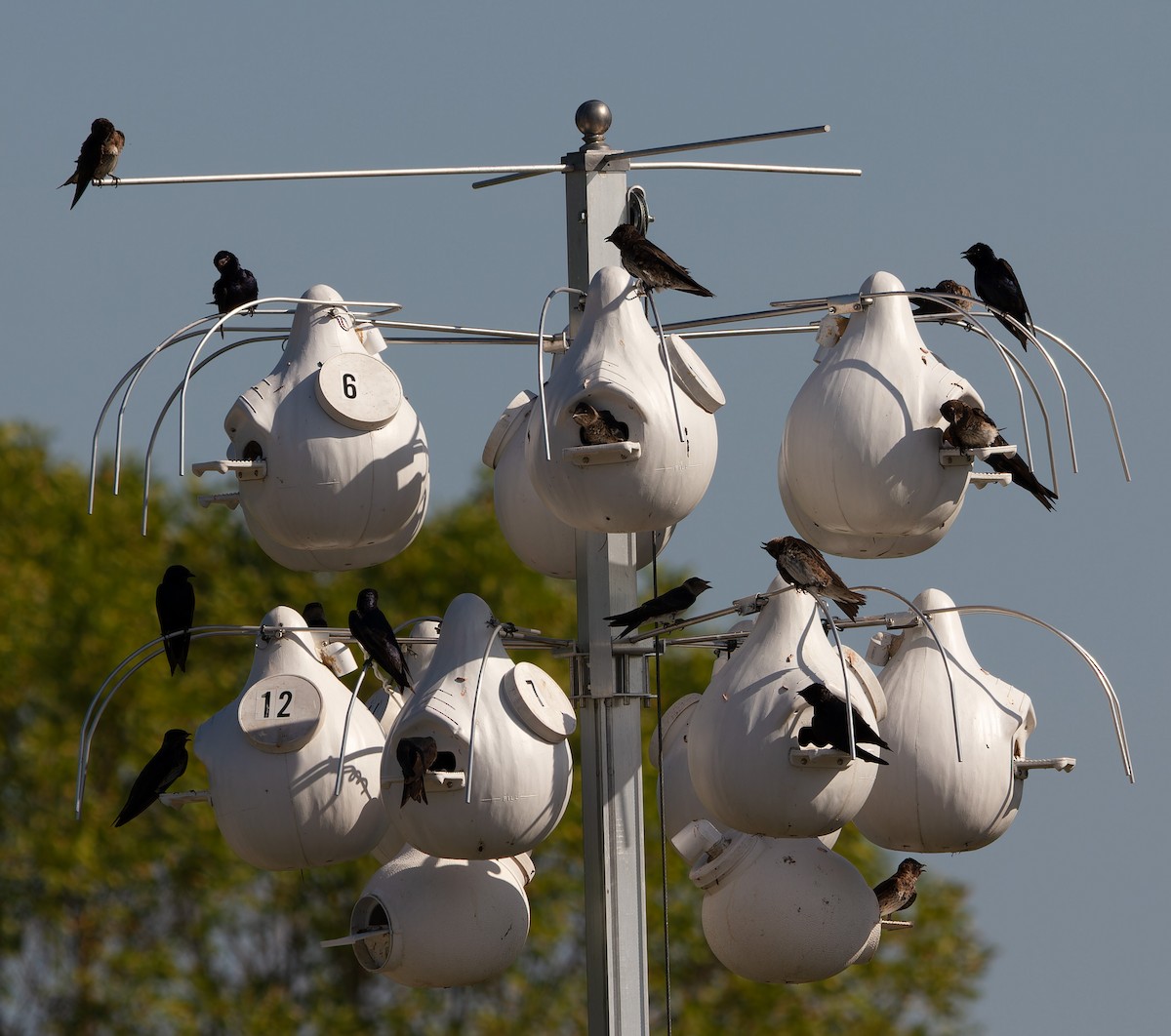 Purple Martin - ML620867485