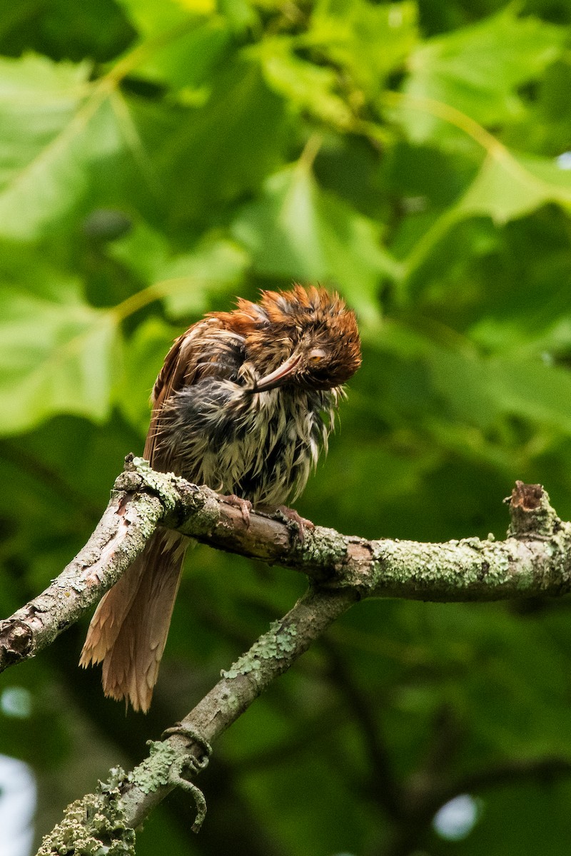 Brown Thrasher - ML620867489