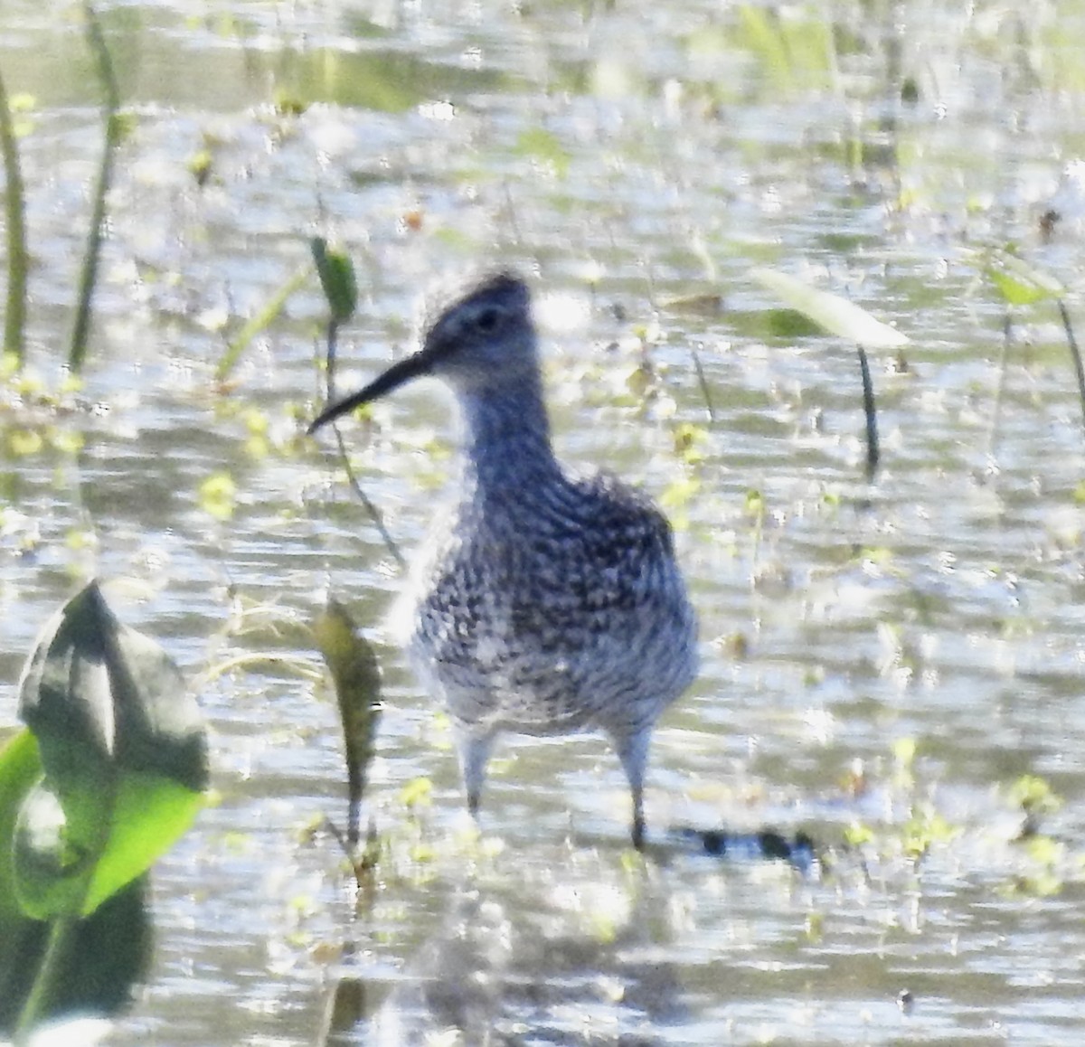 Greater Yellowlegs - ML620867494