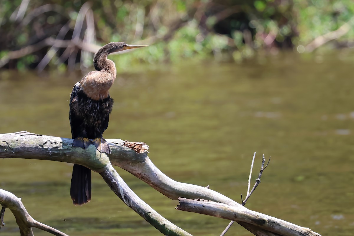 Amerika-Schlangenhalsvogel - ML620867498