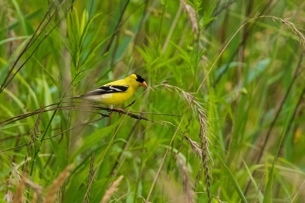 American Goldfinch - ML620867500