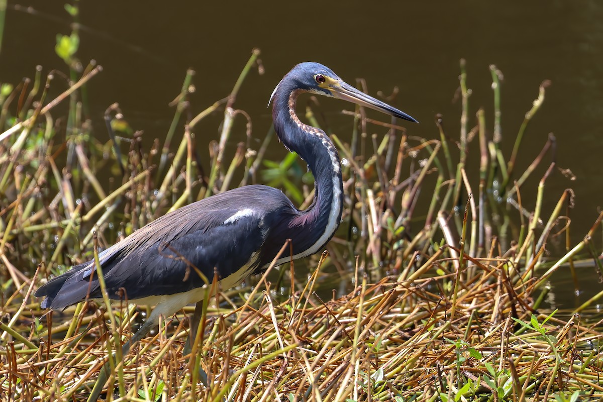 Tricolored Heron - ML620867501