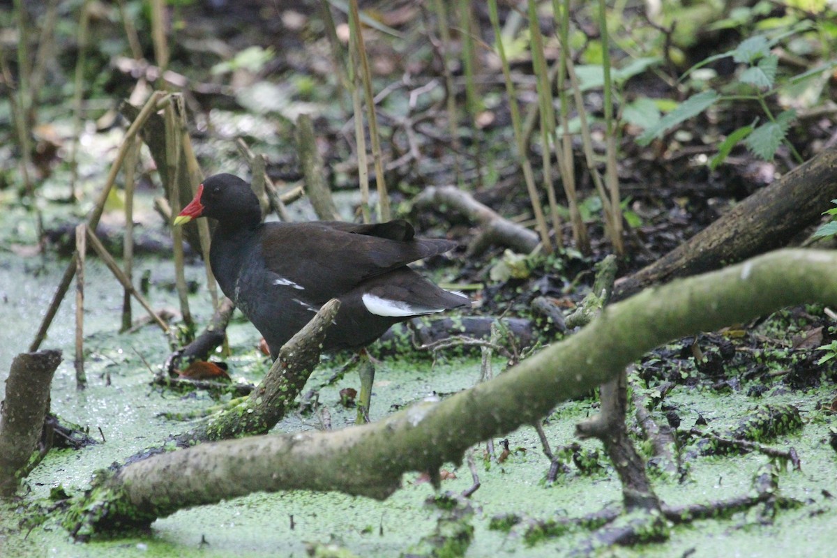 Eurasian Moorhen - ML620867512