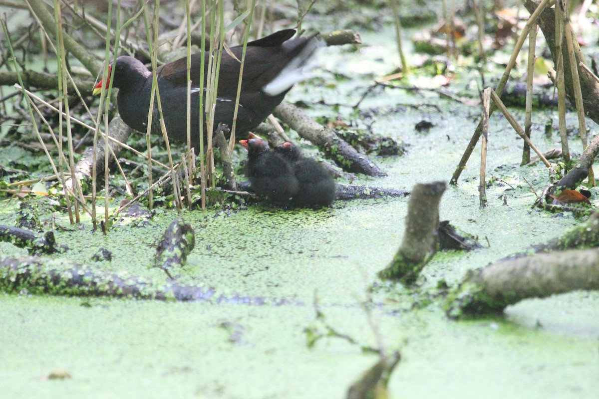 Eurasian Moorhen - ML620867519