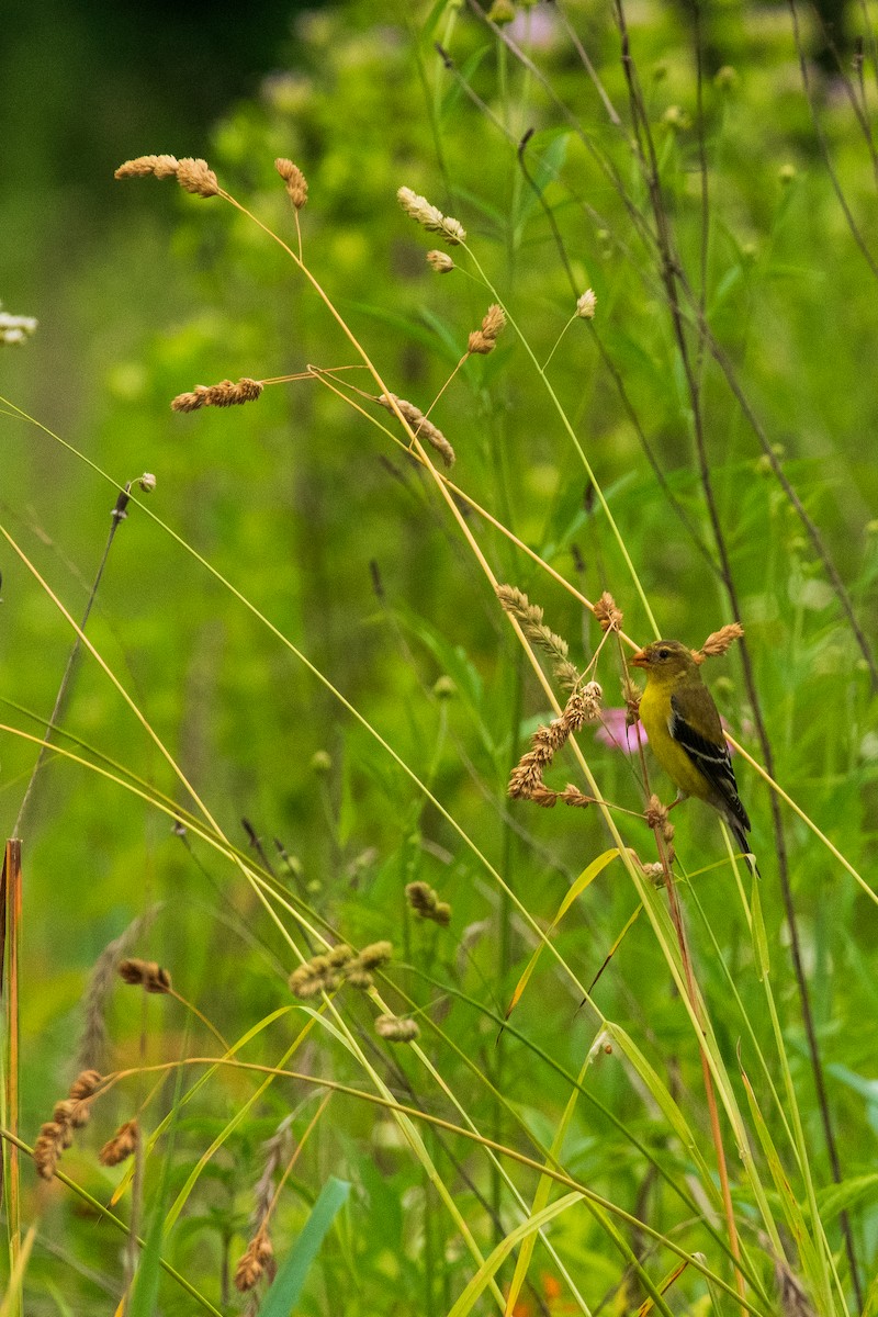 American Goldfinch - ML620867520